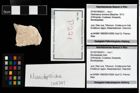 Foto (Objekt + Etikett) von Mundopsidae indet.  (NHMW-GEO-2014-0194-0221)